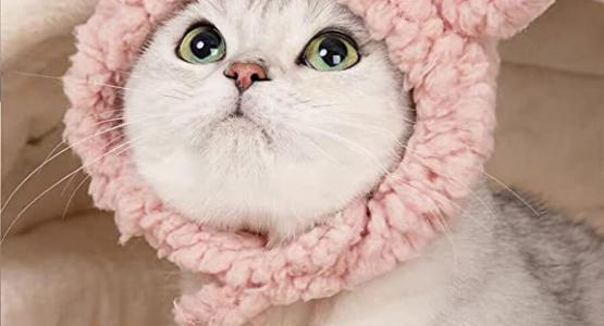 Miglior cappello per cani